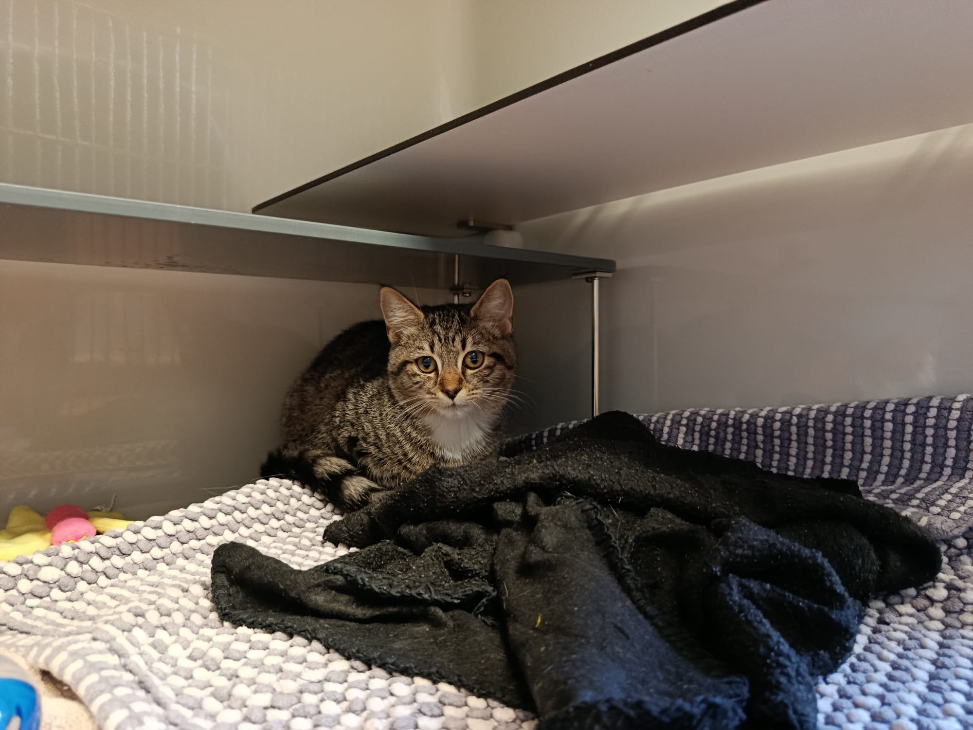 Heidi_IMG-20250915-WA0009.jpg Heidi_IMG-20250915-WA0009.jpg