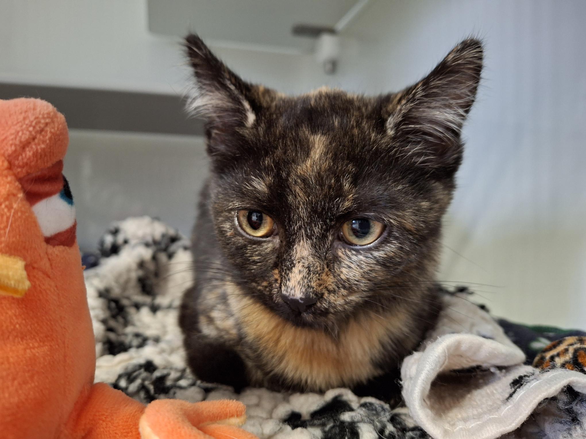 Maxi_20250921_133128.jpg Maxi_20250921_133128.jpg