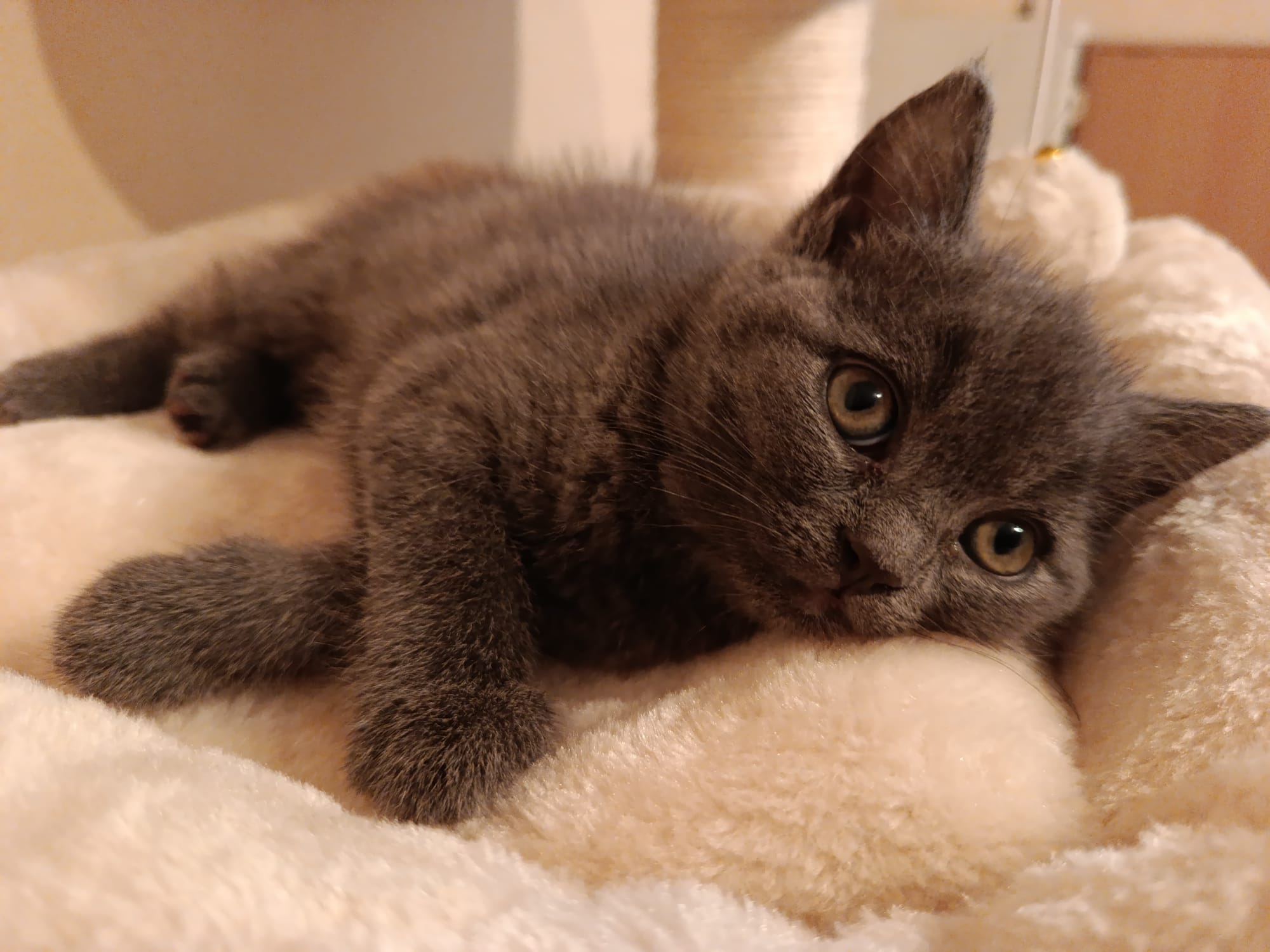 Pia_IMG-20251016-WA0063.jpg Pia_IMG-20251016-WA0063.jpg