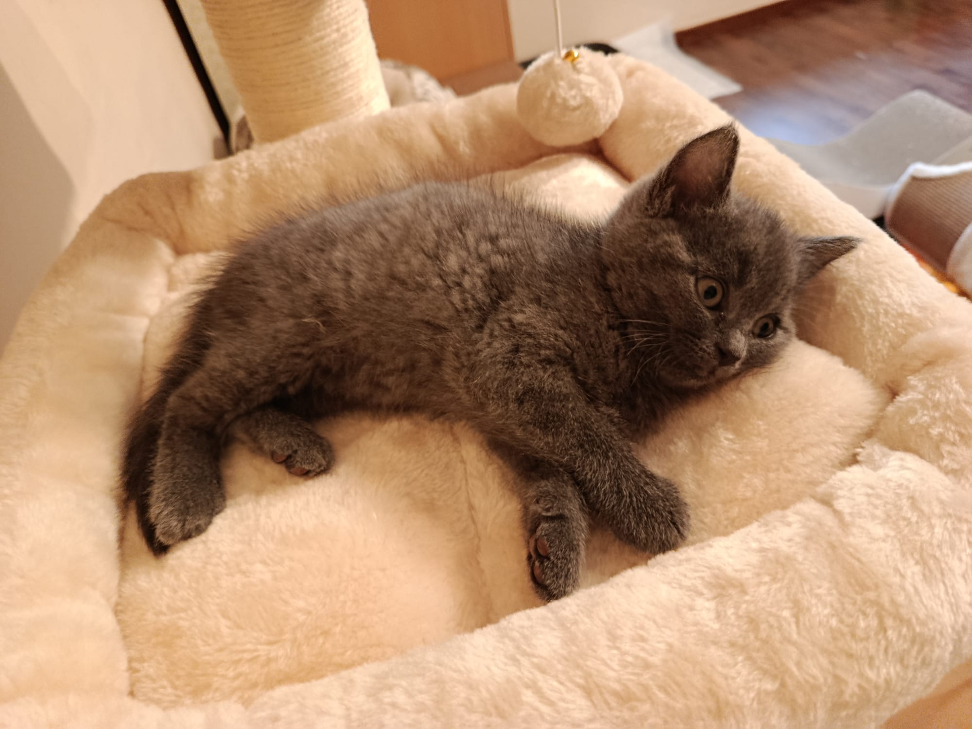 Pia_IMG-20251016-WA0064.jpg Pia_IMG-20251016-WA0064.jpg