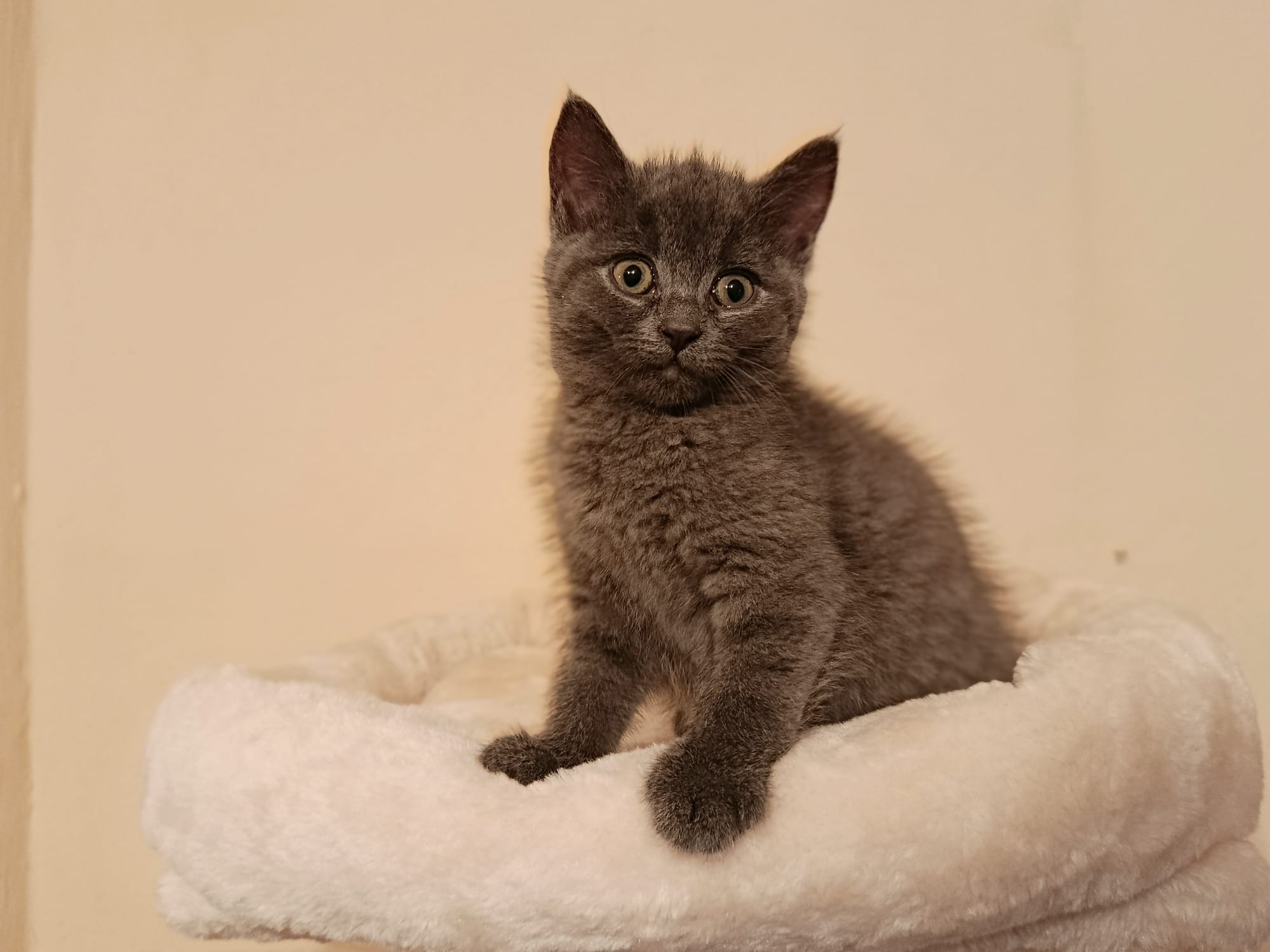 Pia_IMG-20251020-WA0015.jpg Pia_IMG-20251020-WA0015.jpg