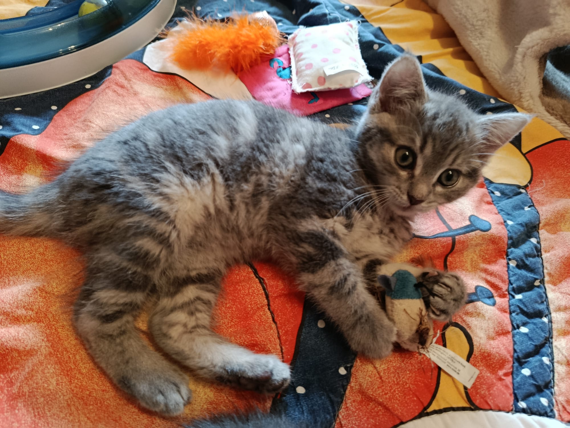 Pina_IMG-20251016-WA0062.jpg Pina_IMG-20251016-WA0062.jpg