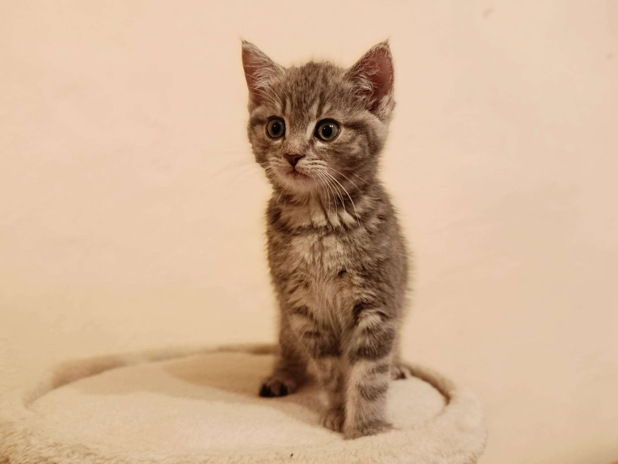 Pina_IMG-20251016-WA0068.jpg Pina_IMG-20251016-WA0068.jpg