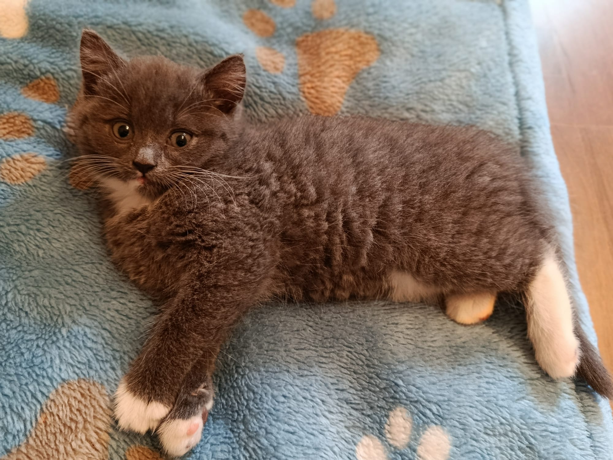 Pixi_IMG-20251016-WA0066.jpg Pixi_IMG-20251016-WA0066.jpg