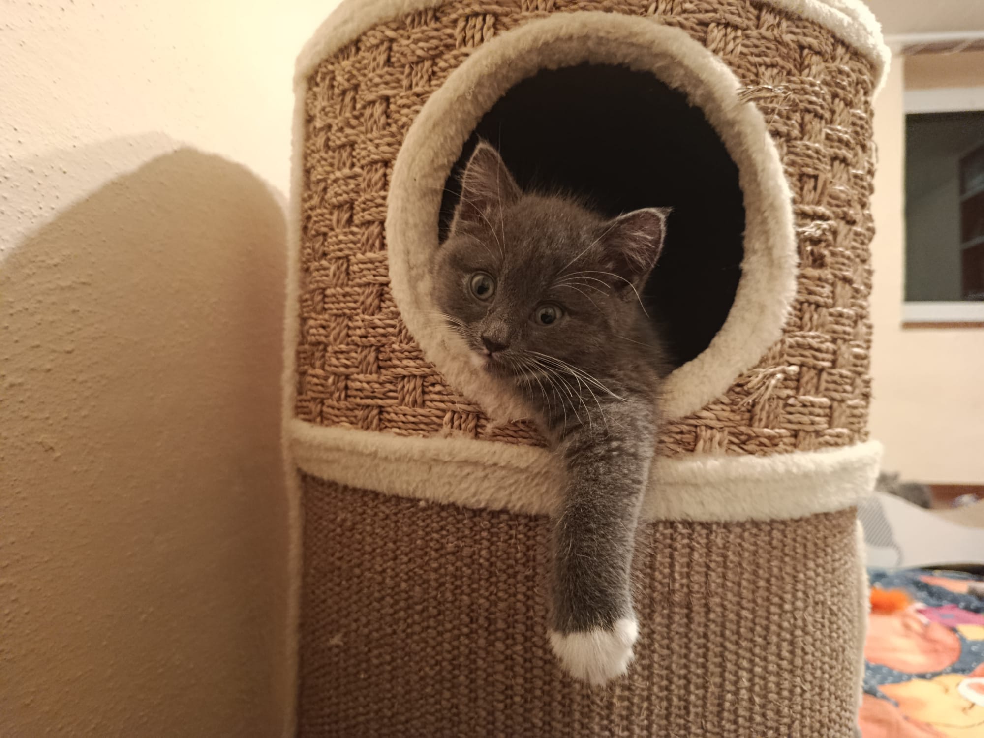 Pixi_IMG-20251019-WA0002.jpg Pixi_IMG-20251019-WA0002.jpg