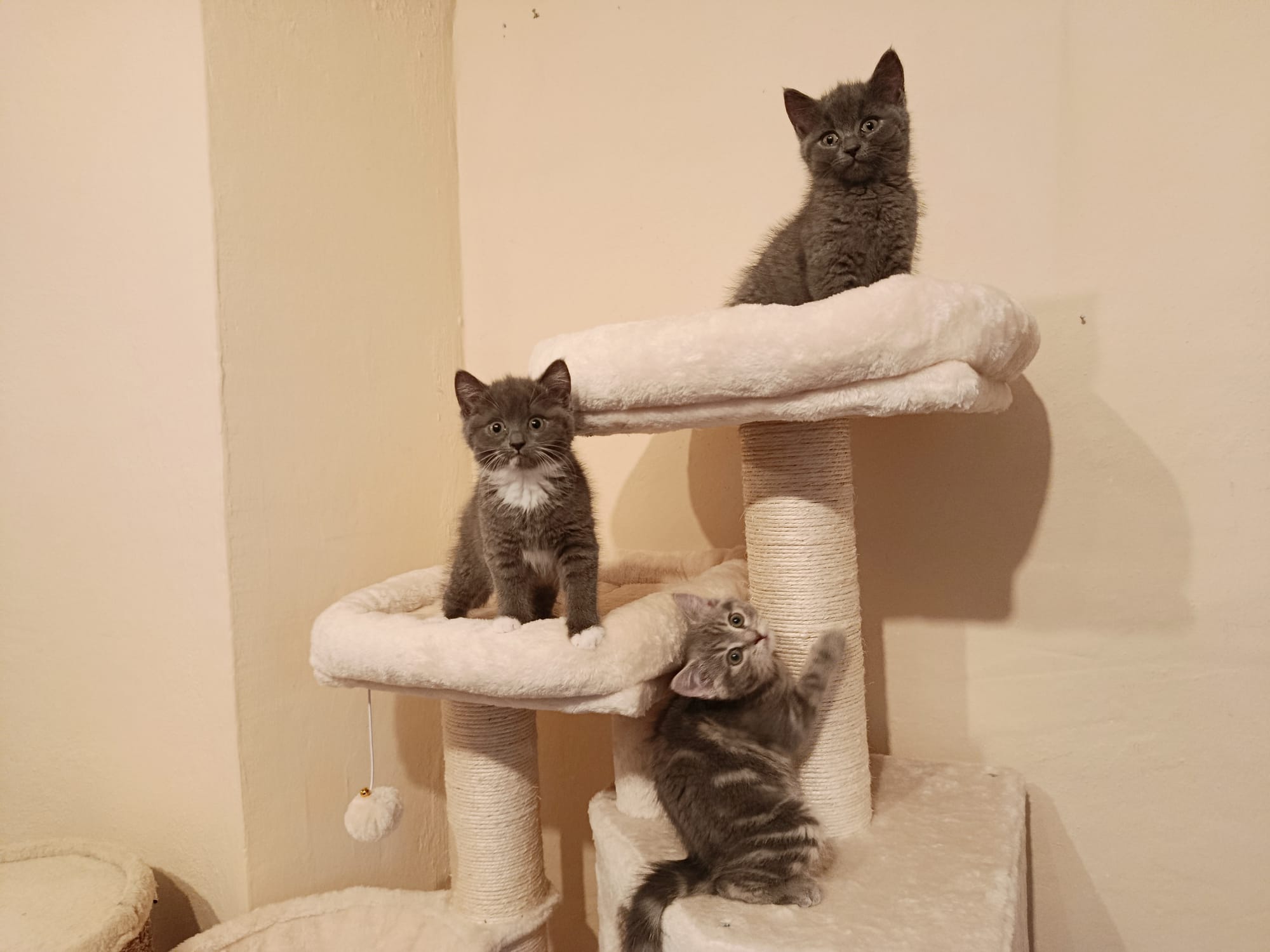 Pixi_PIna_Pia_IMG-20251020-WA0016.jpg Pixi_PIna_Pia_IMG-20251020-WA0016.jpg