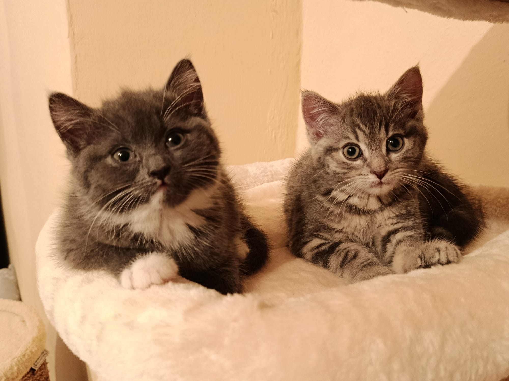 Pixi_Pina_IMG-20251020-WA0017.jpg Pixi_Pina_IMG-20251020-WA0017.jpg