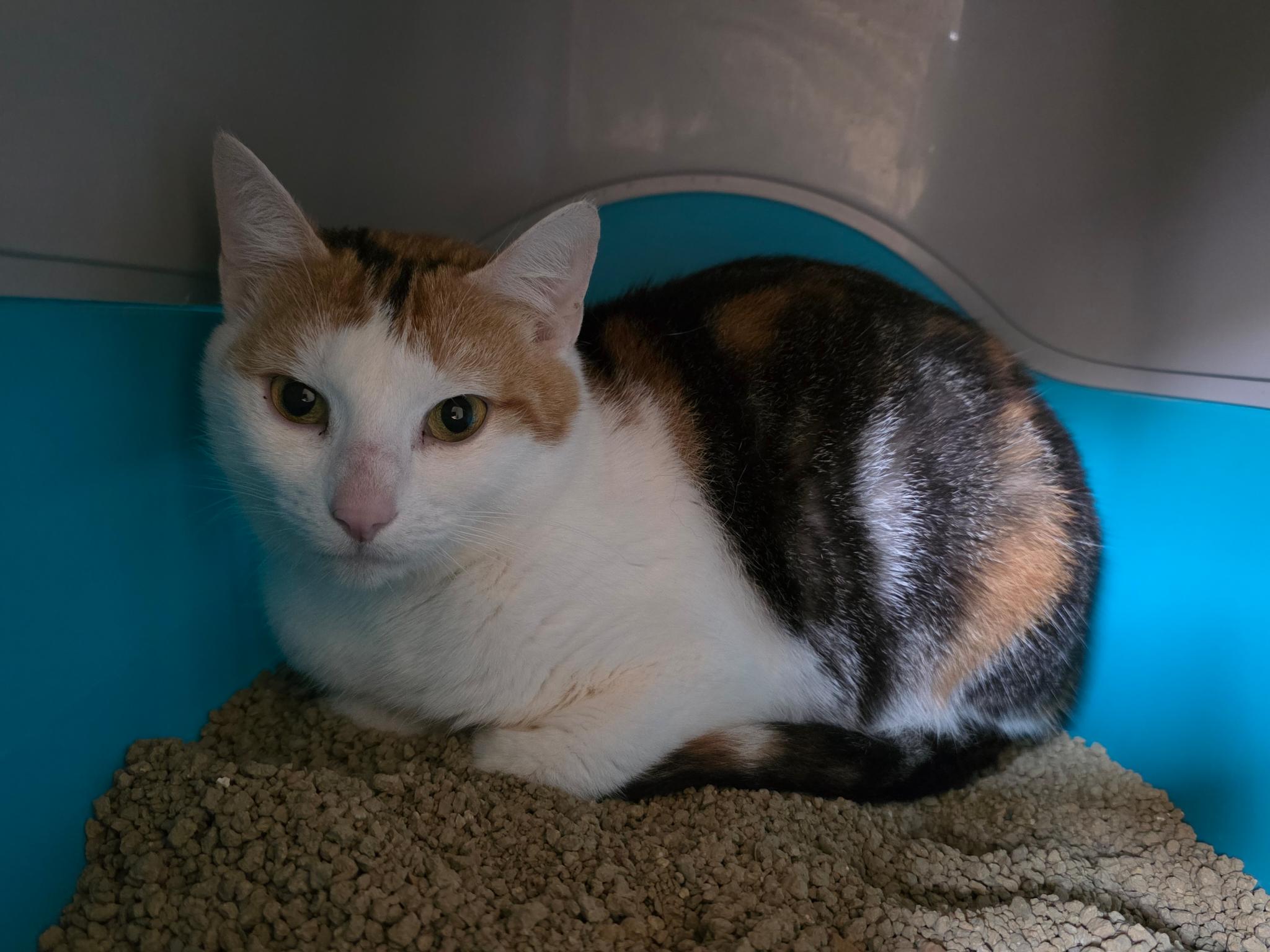 Lori_signal-2025-07-13-15-04-35-667-2.jpg Lori_signal-2025-07-13-15-04-35-667-2.jpg