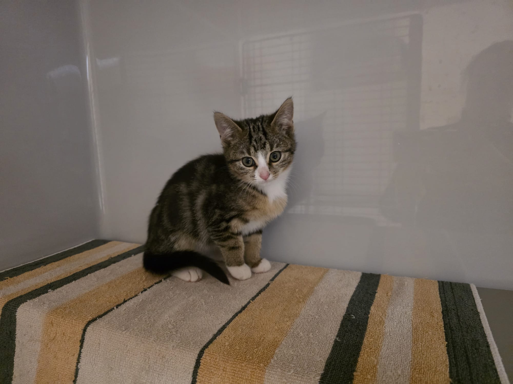 Melman.jpeg Melman.jpeg