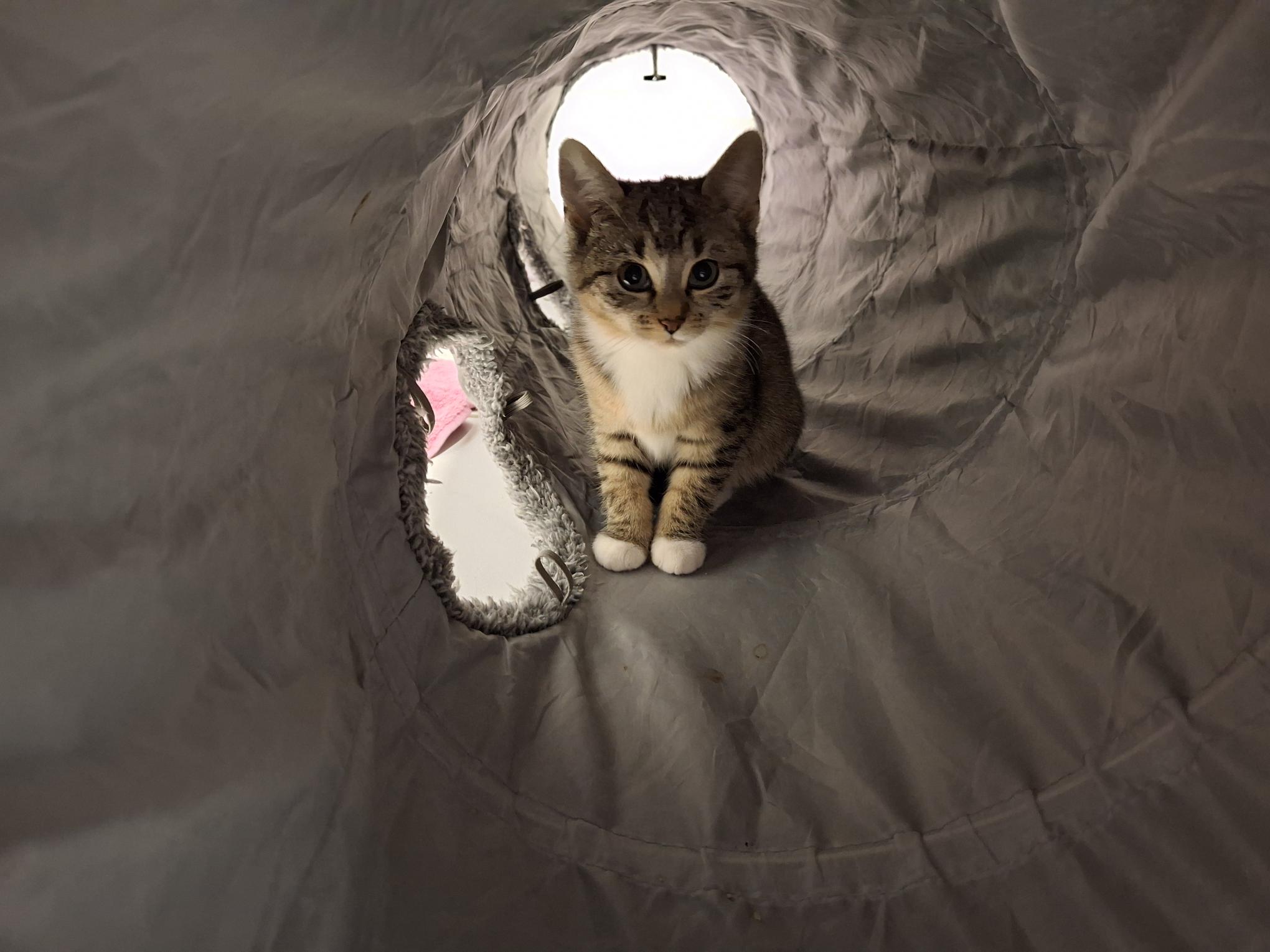 Poppy_20251026_140547.jpg Poppy_20251026_140547.jpg