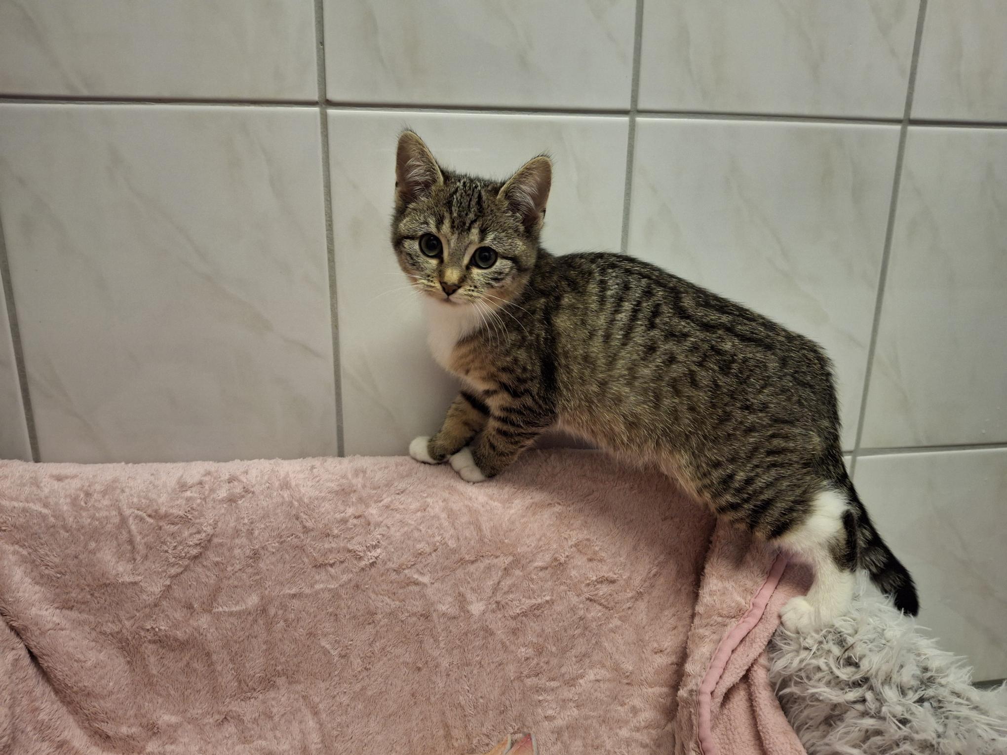 Poppy_20251026_140725.jpg Poppy_20251026_140725.jpg