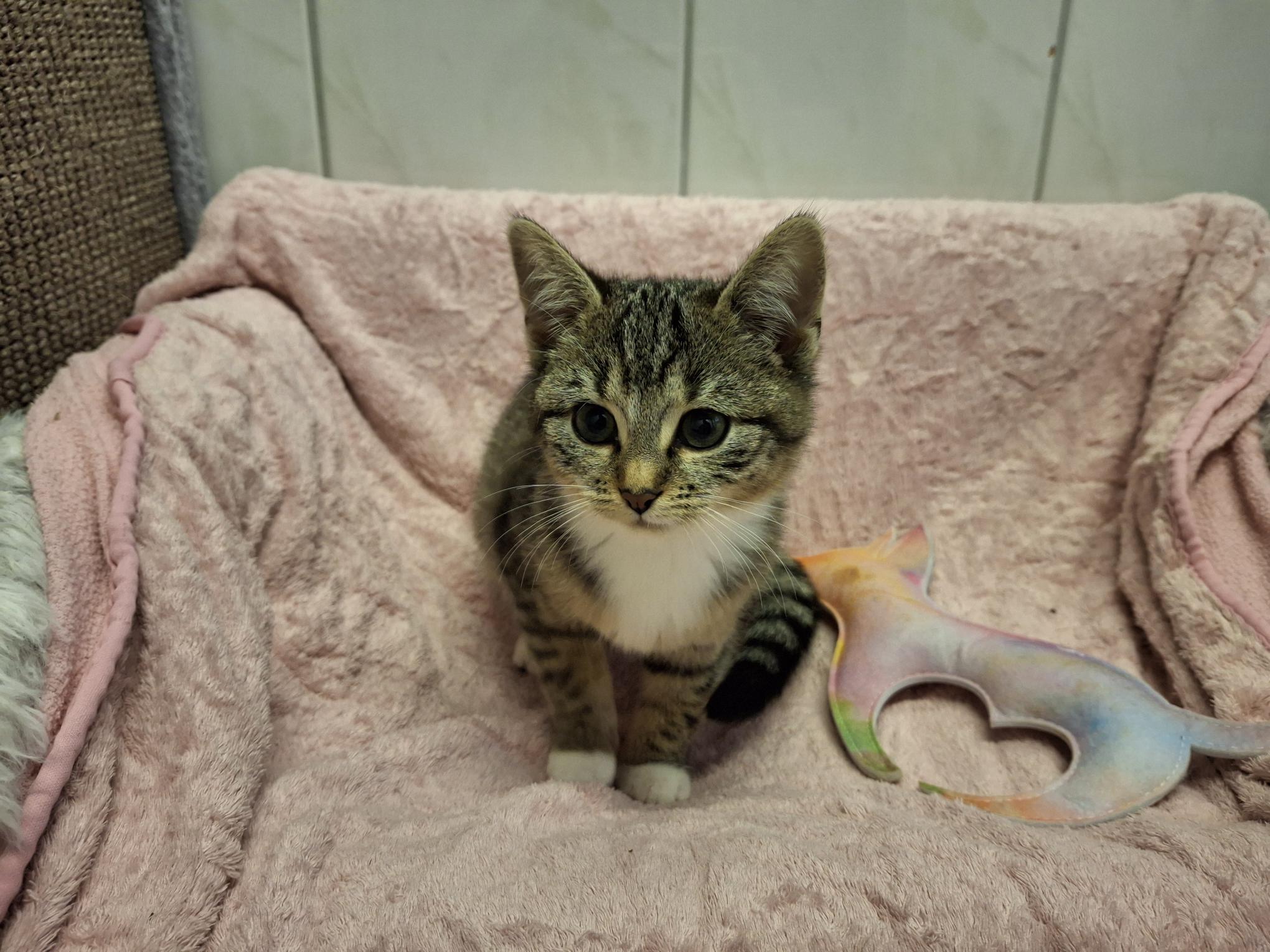 Poppy_20251026_140732.jpg Poppy_20251026_140732.jpg