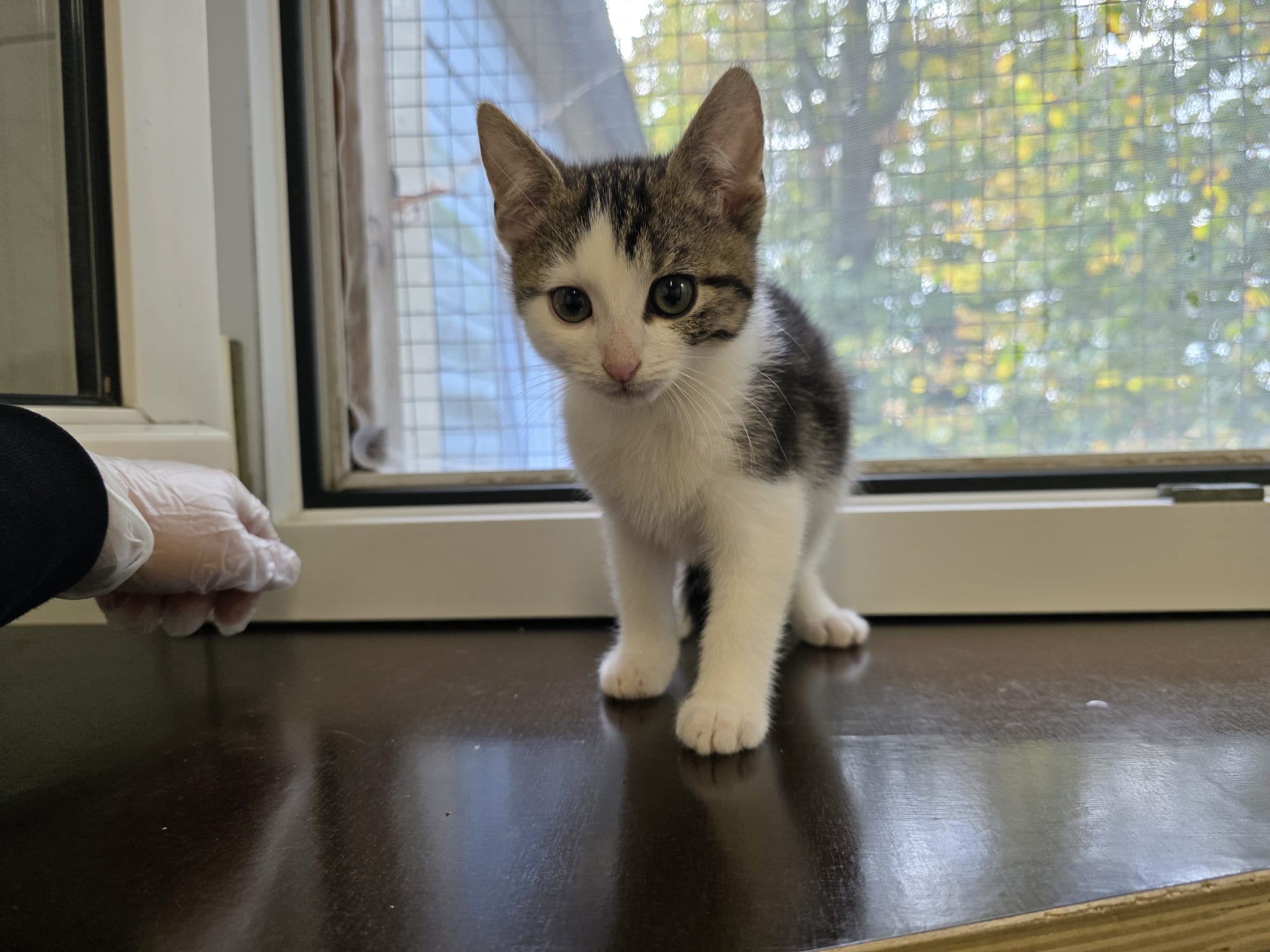 Skipper.jpeg Skipper.jpeg