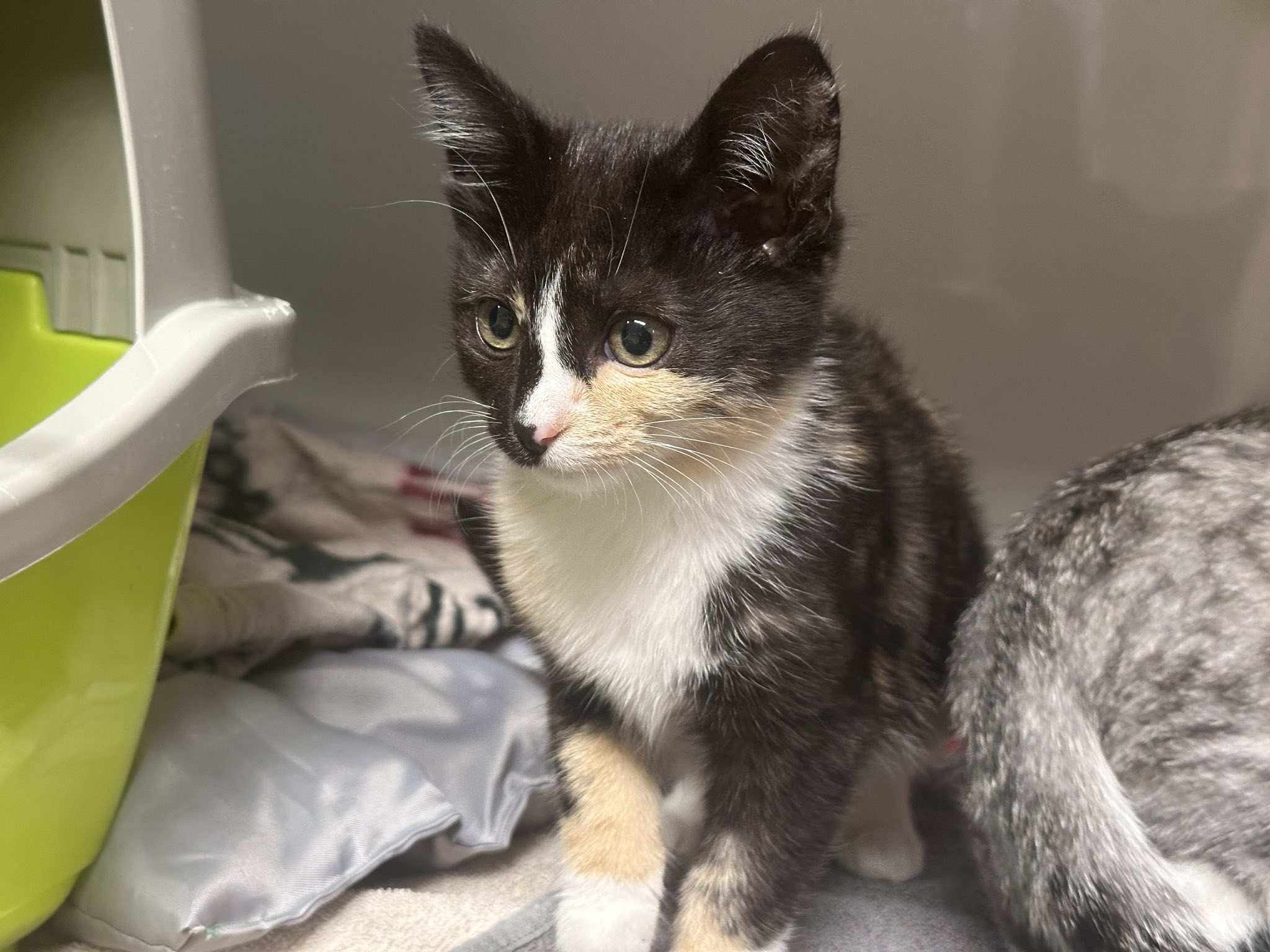 Josi_signal-2025-10-27-12-32-09-320-1.jpg Josi_signal-2025-10-27-12-32-09-320-1.jpg