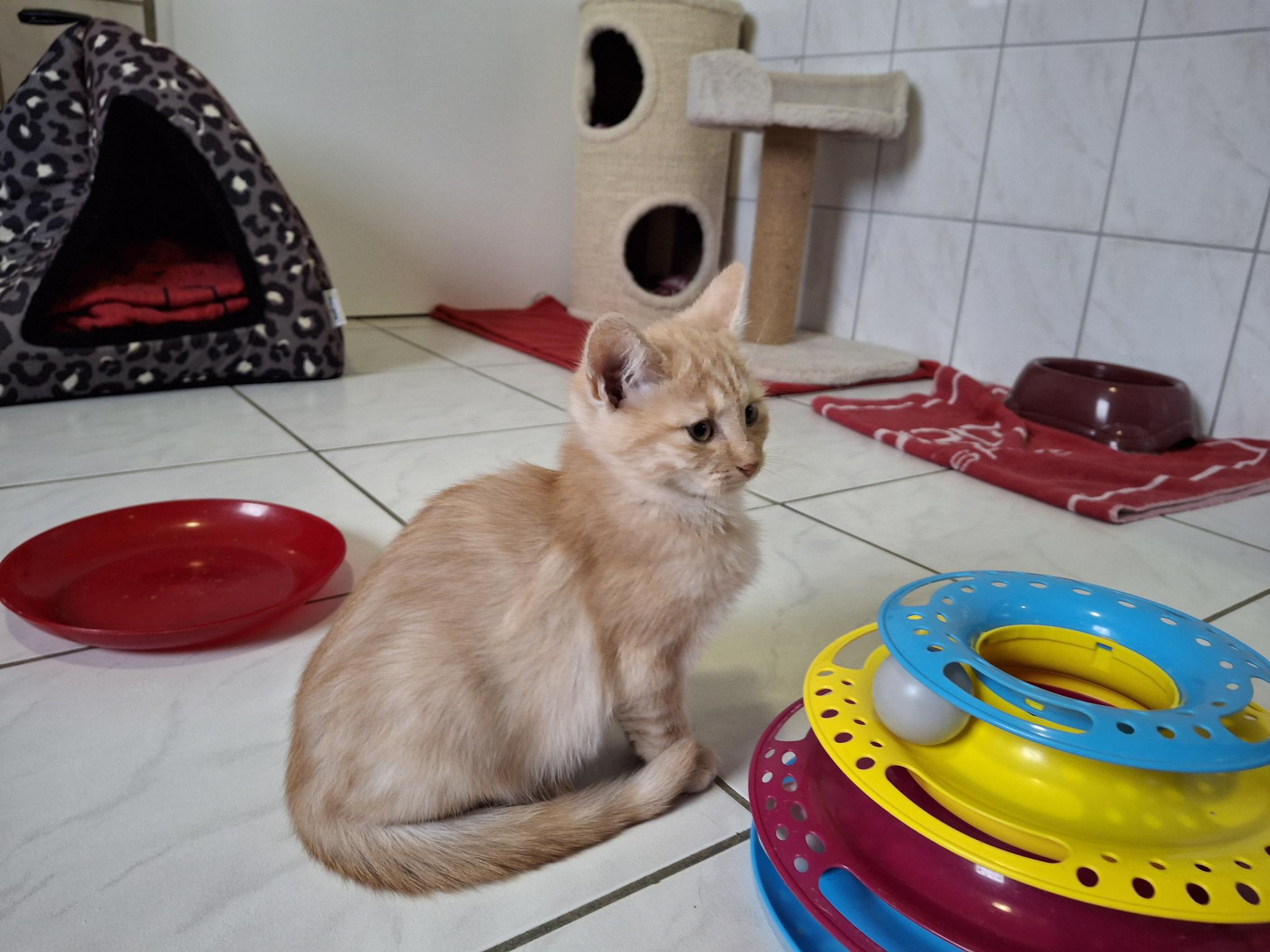 Milo_20251026_135732.jpg Milo_20251026_135732.jpg