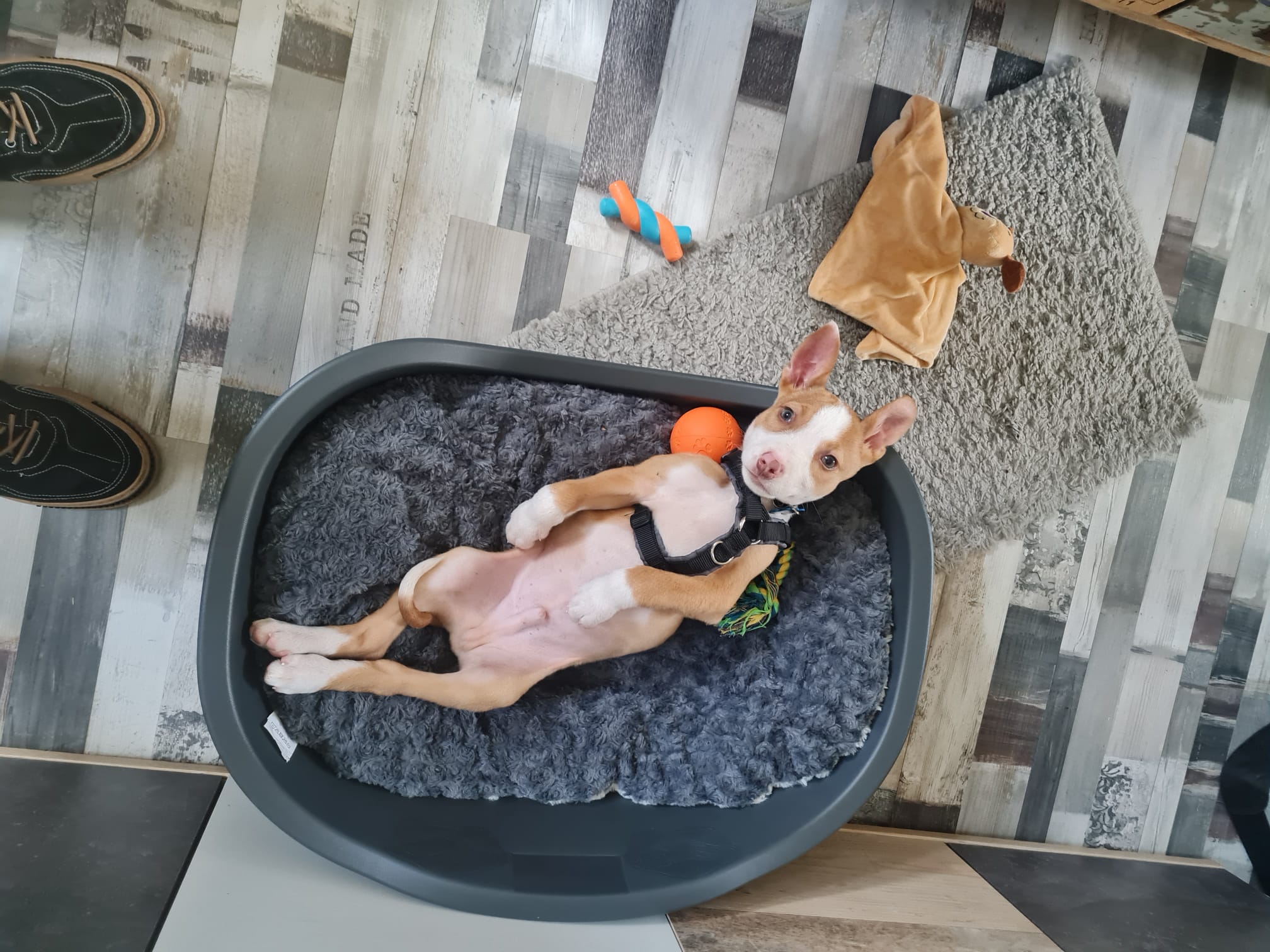 Hugo_1000027757.jpg